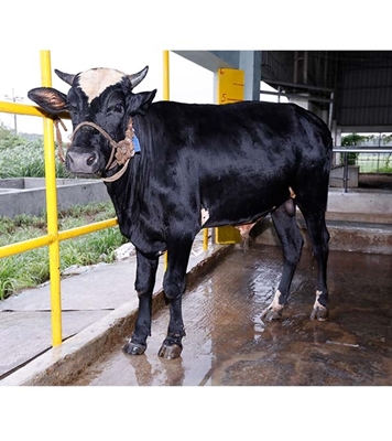 Buy ফ্রিজিয়ান ক্রস Online