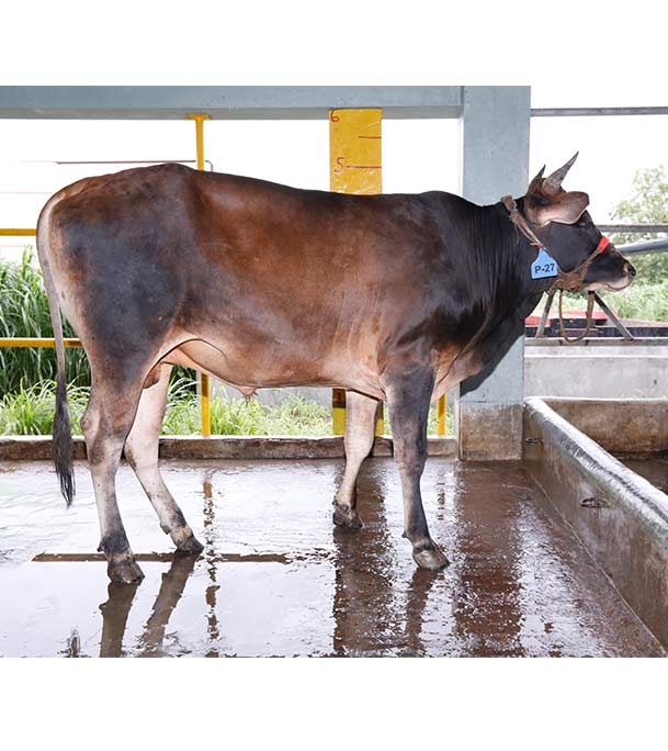 Buy ফ্রিজিয়ান ক্রস Online