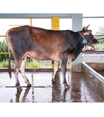 Buy ফ্রিজিয়ান ক্রস Online