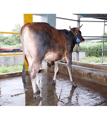 Buy ফ্রিজিয়ান ক্রস Online