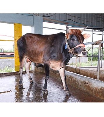 Buy ফ্রিজিয়ান ক্রস Online