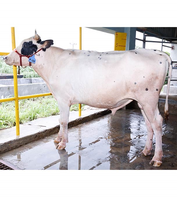 Buy ফ্রিজিয়ান ক্রস Online