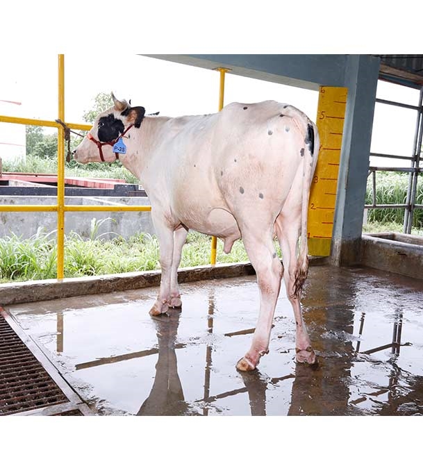 Buy ফ্রিজিয়ান ক্রস Online