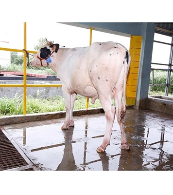 Buy ফ্রিজিয়ান ক্রস Online