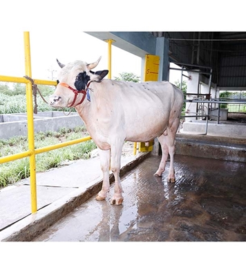 Buy ফ্রিজিয়ান ক্রস Online