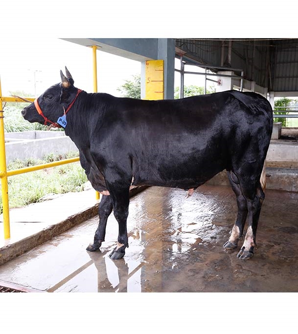 Buy ফ্রিজিয়ান ক্রস Online