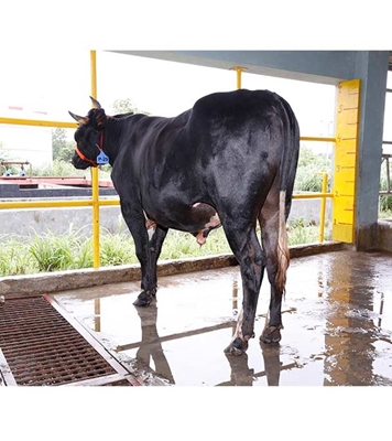 Buy ফ্রিজিয়ান ক্রস Online