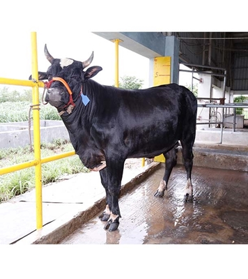 Buy ফ্রিজিয়ান ক্রস Online