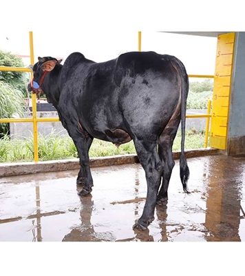 Buy দেশি ষাঁড় Online