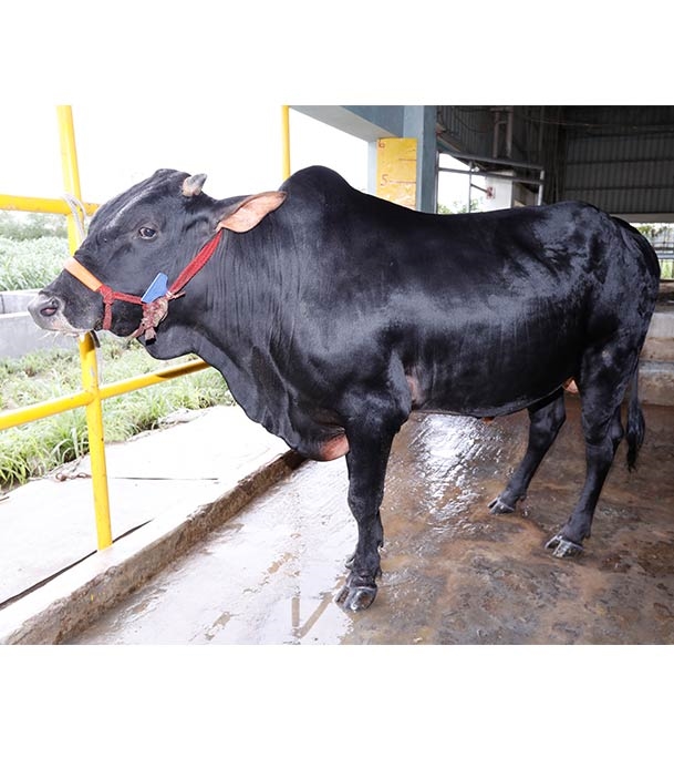 Buy দেশি ষাঁড় Online