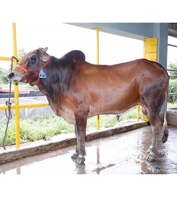 Buy দেশি ষাঁড় Online