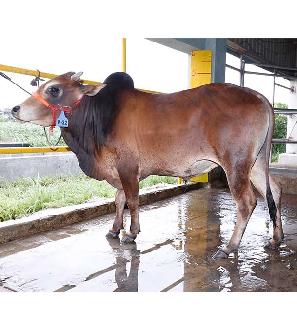 Buy দেশি ষাঁড় Online