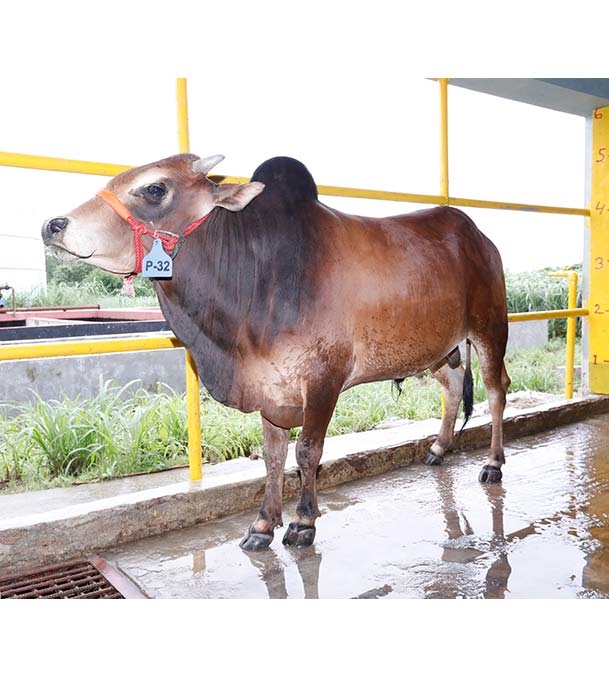 Buy দেশি ষাঁড় Online