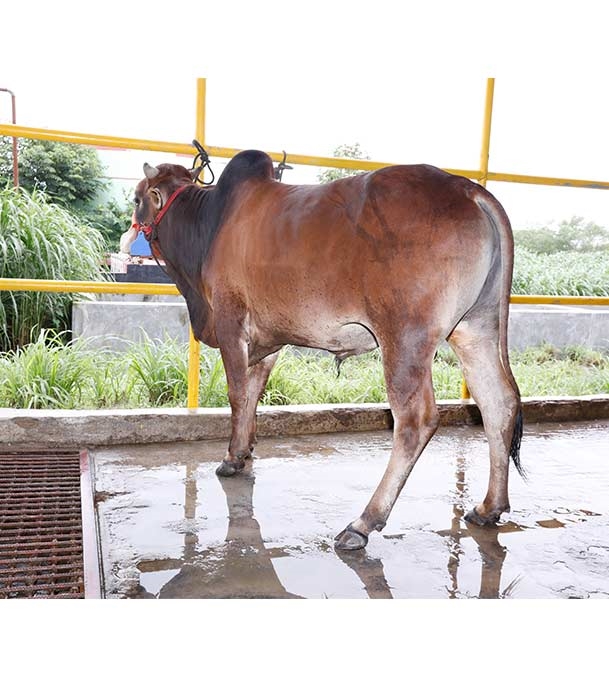 Buy দেশি ষাঁড় Online