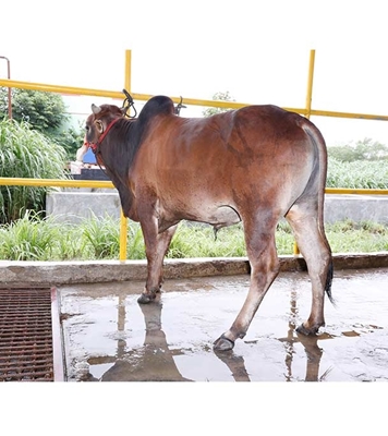 Buy দেশি ষাঁড় Online