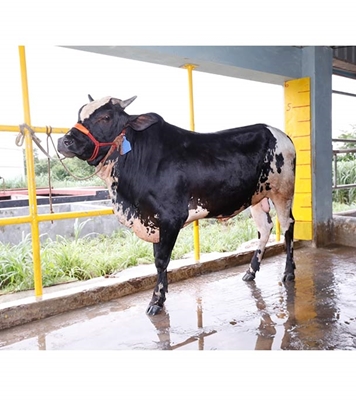 Buy ফ্রিজিয়ান ক্রস Online