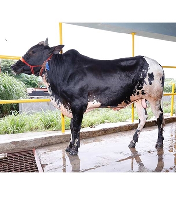 Buy ফ্রিজিয়ান ক্রস Online