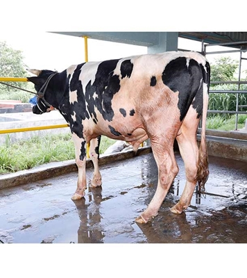 Buy দেশি ষাঁড় Online