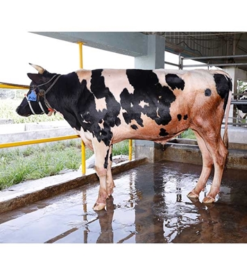 Buy দেশি ষাঁড় Online