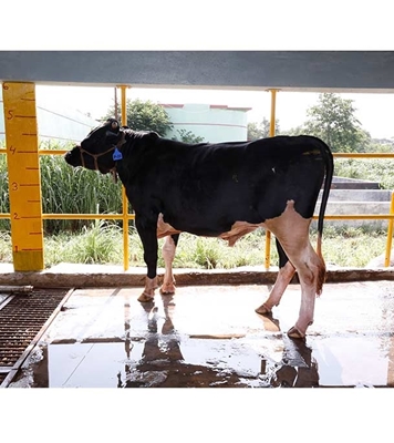 Buy ফ্রিজিয়ান ক্রস Online