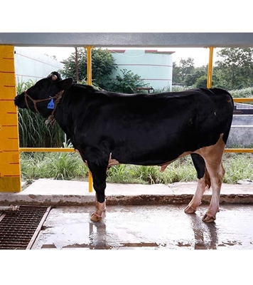 Buy ফ্রিজিয়ান ক্রস Online