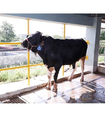 Buy ফ্রিজিয়ান ক্রস Online