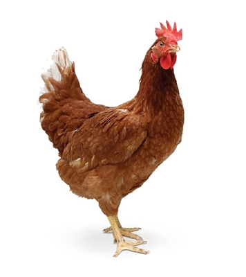 Buy DS Live Chicken Sonalika 900gm+ 1 pc Online