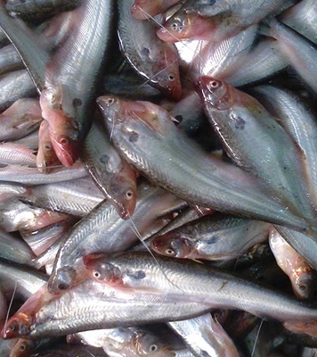 Buy Pabda Fish (পাবদা মাছ) 1kg Online