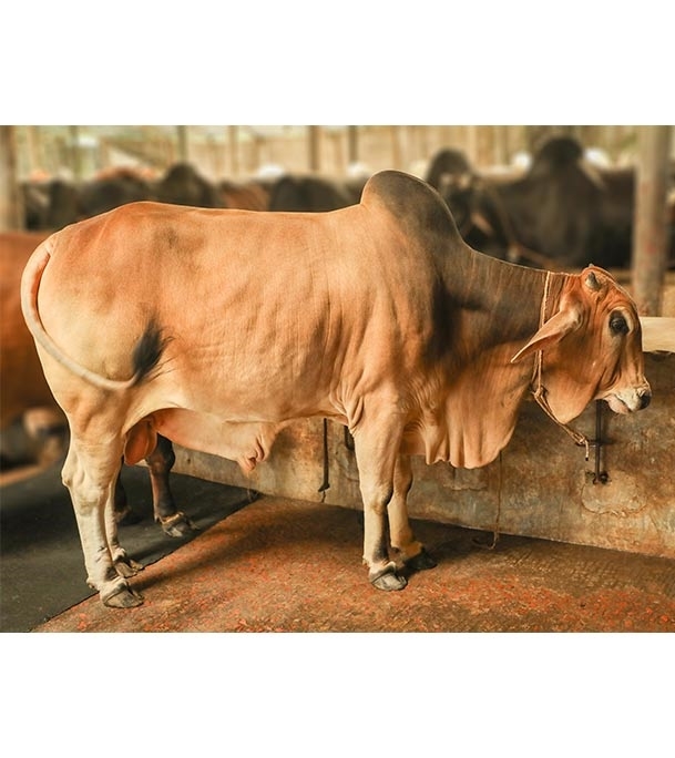 Local Bull (দেশি ষাঁড়) ৪৩০ কেজি at Best Price In Bangladesh