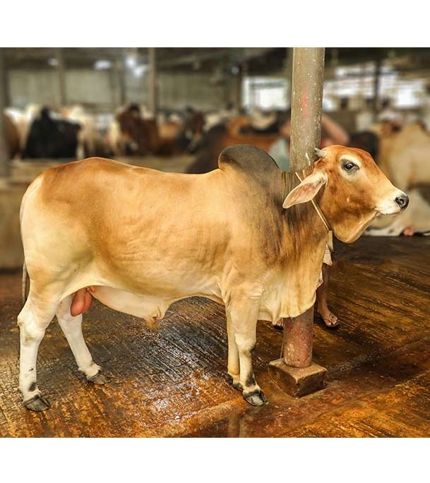 Picture of Local Bull (দেশি ষাঁড়) ৪৭০ কেজি