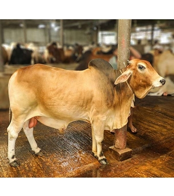 Picture of Local Bull (দেশি ষাঁড়) ৪৭০ কেজি