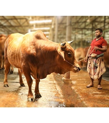 Picture of Local Bull (দেশি ষাঁড়) ৪৫০ কেজি