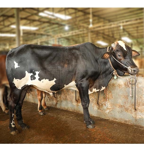 Picture of Australian Cross (অস্ট্রেলিয়ান ক্রস)