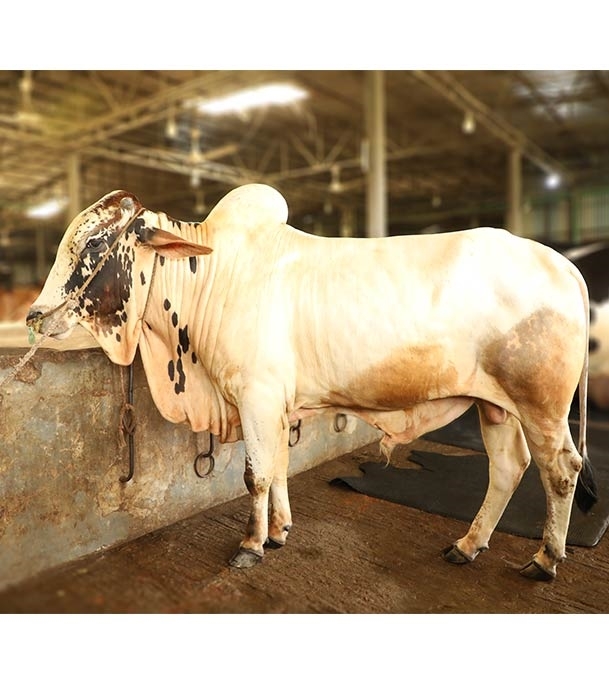 Picture of Australian Cross (অস্ট্রেলিয়ান ক্রস)