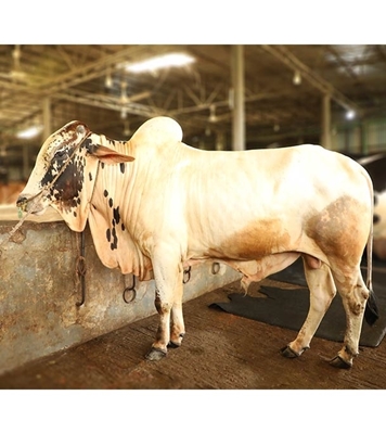 Picture of Australian Cross (অস্ট্রেলিয়ান ক্রস)