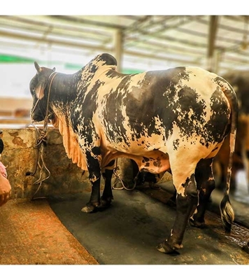 Picture of Local Bull (দেশি ষাঁড়) ৫৭০ কেজি