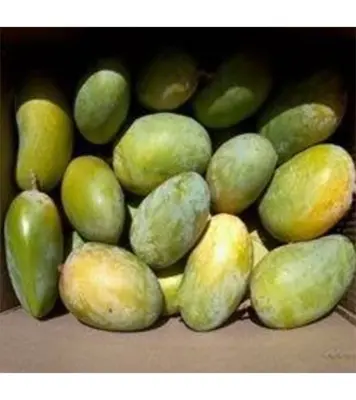 Buy Garden Fresh Amrapali Mango Online at Best Price