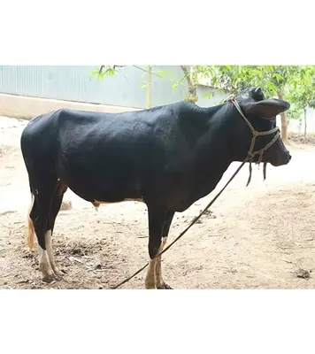 Black Cross Cow (183 Kg) At Best Price In Bangladesh
