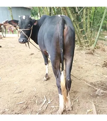 Black Cross Cow (183 Kg) At Best Price In Bangladesh