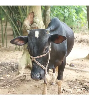 Black Cross Cow (183 Kg) At Best Price In Bangladesh