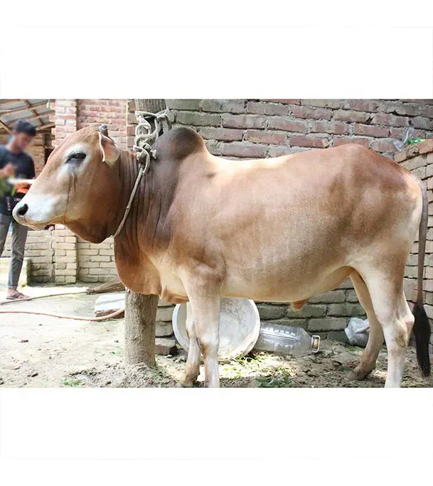 Red Native Cow (180 Kg) At Best Price In Bangladesh | Othoba.com