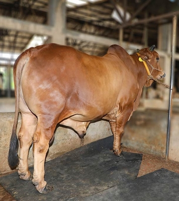 Shahiwal 730  At Best Price In Bngladesh