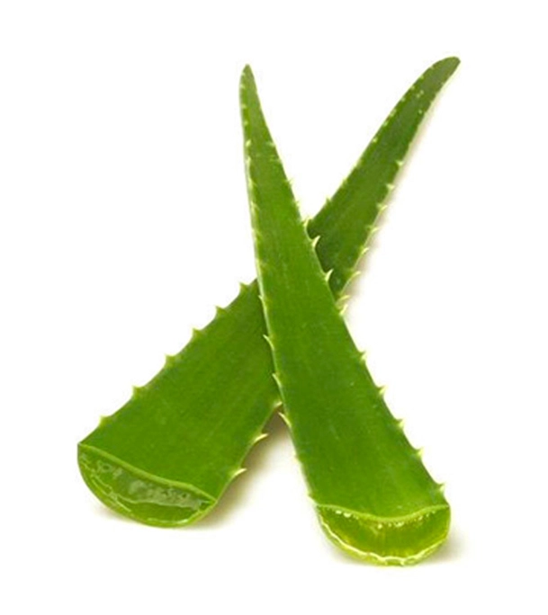 Picture of Aloe Vera 1pc