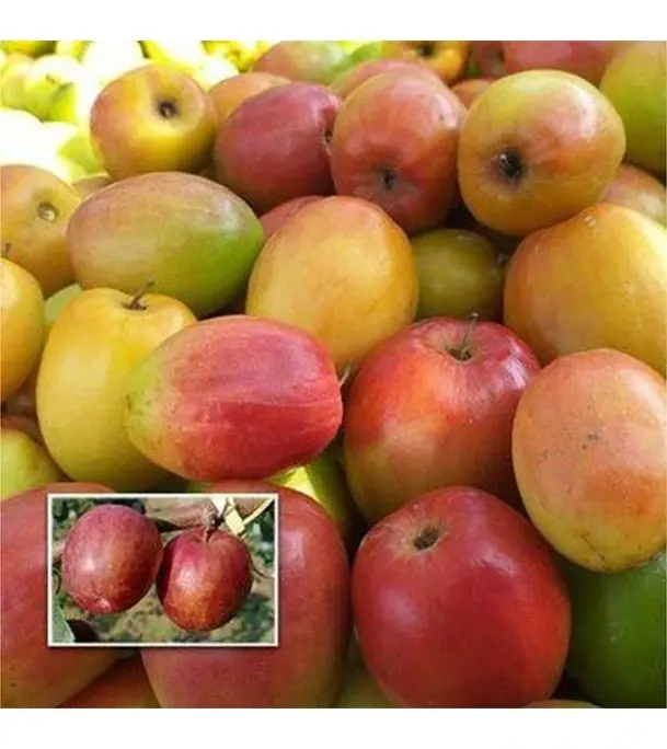 Buy Boroi Apple Kul Online 
