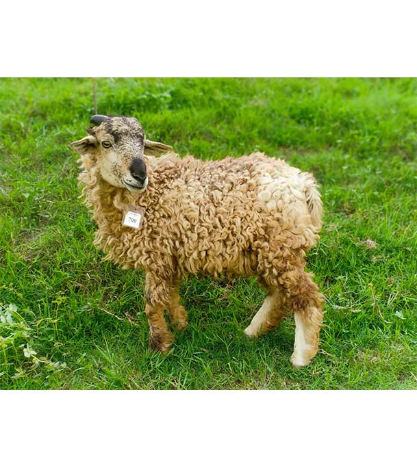 ভেড়া (18.6 KG)