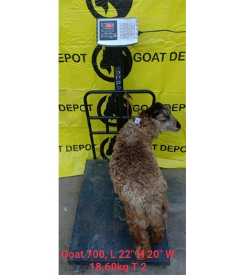 ভেড়া (18.6 KG) 