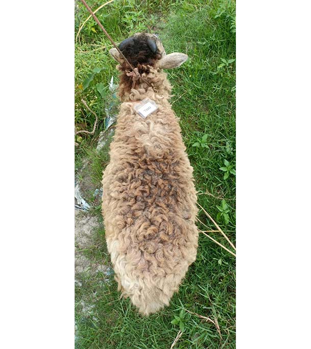 ভেড়া (18.6 KG) 