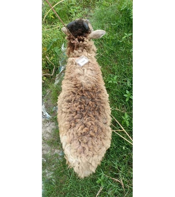 ভেড়া (18.6 KG) 