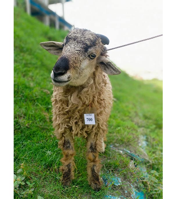 ভেড়া (18.6 KG) 