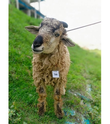 ভেড়া (18.6 KG) 